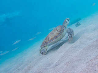  West punt Turtles  Curacao Views