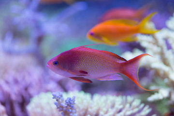 Obraz premium Pseudanthias nobilis Fahnenbarsch