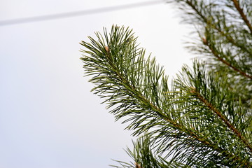 Obraz premium Green pine branches in the spring. Spruce close up.