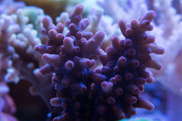 Cyphastrea decadia Großpolypige Steinkoralle