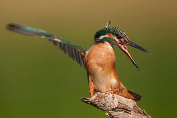Kingfisher sitting on a stick with outstretched wings and open beak.