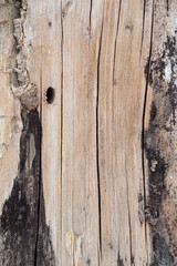 Dry tree texture background close up