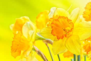 Bouquet of yellow spring daffodils backlit, close up