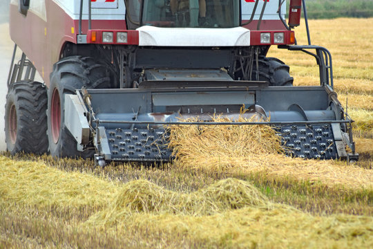 Collection sloping rice threshing. Agricultural machinery harvest on the field. Kombain collector.