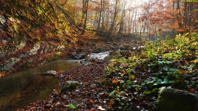 The mountain river in autumn forest. Colorful leaves.