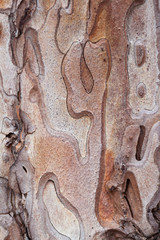 Close up of pine bark