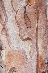 Close up of pine bark