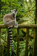 Ring-tailed Lemur (Lemur catta)