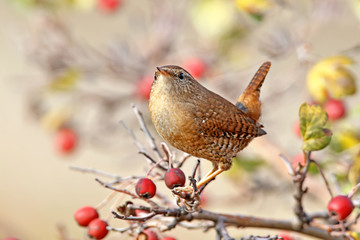 Very close up photo of eurasian wren sits on a branch surrounded red berries