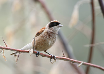 Very close up photo of pendulin tit sits on a branch