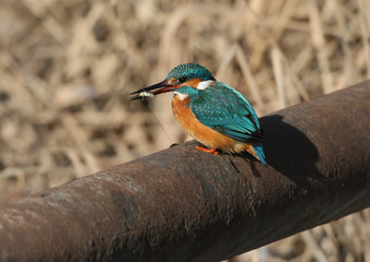 Common kingfiser with a fish in its beak sits on a metallic pipe in soft evening light