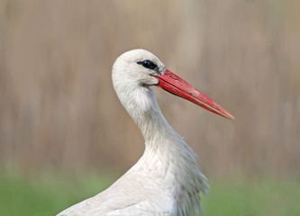 Close up photo of a head and neck of a white stork on blurred beige background