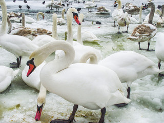 Naklejka premium Frozen Danube in Novi Sad and a lot of swans