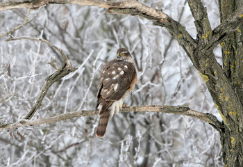 A female sparrow hawk sits on the branch on a winter forest