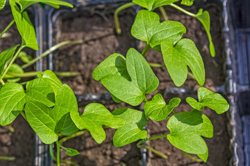 Spring seedlings of morning glory flowers in the container, macro