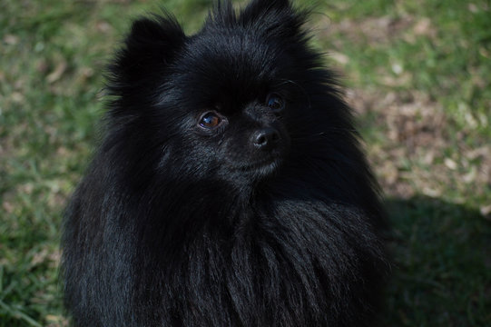 perro negro pomerania