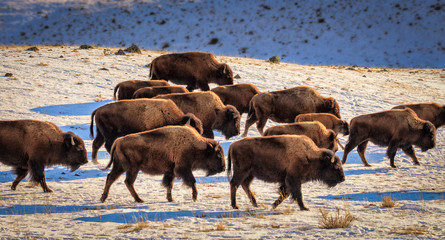 Bison Herd