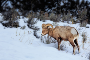 Naklejka premium Bighorn
