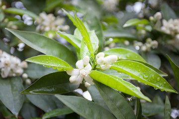 Orange citrus tree flowers blooming in the spring after rain, flowers have a wonderful aroma/ daytime, horizontal, blurred background/ Nature, spring, bloom concept