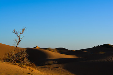 Fototapeta na wymiar Desert during golden sunset light