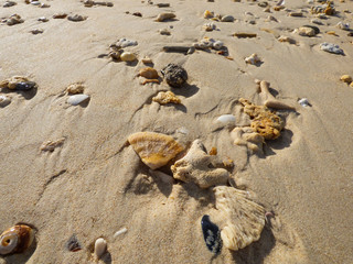 Many dead corals on the sand on Koh Bulon, Thailand (island in the Andaman sea)
