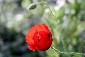 Wild poppy blooms in the spring on a meadow