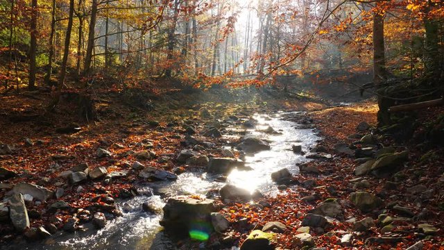 The river in autumn forest and the sun shining through the foliage.