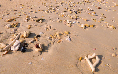 Fototapeta na wymiar Many dead corals on the sand on Koh Bulon, Thailand (island in the Andaman sea)