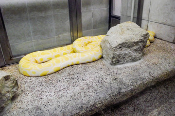 Naklejka premium Burmese Yellow Python