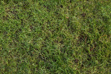 green lawn after the winter as a seamless pattern, spring garden background texture