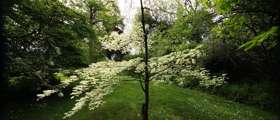  spetchley park gardens worcester worcestershire midlands, england, uk