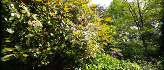  spetchley park gardens worcester worcestershire midlands, england, uk