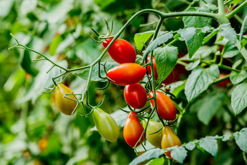 Fresh cherry tomato on a branch in the garden.