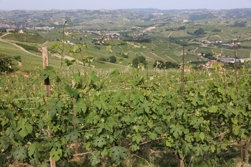 Fototapeta na wymiar Vineyard in La Morra in Piedmont. Italy