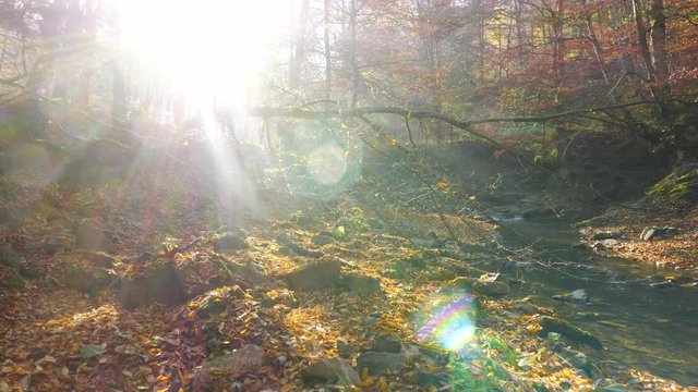 The river in autumn forest and the sun shining through the foliage.