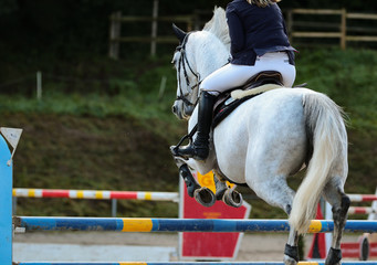 horse in jumping tournament, over or between jumps..