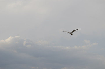 Lago de Janitzio, Michoac&aacute;n