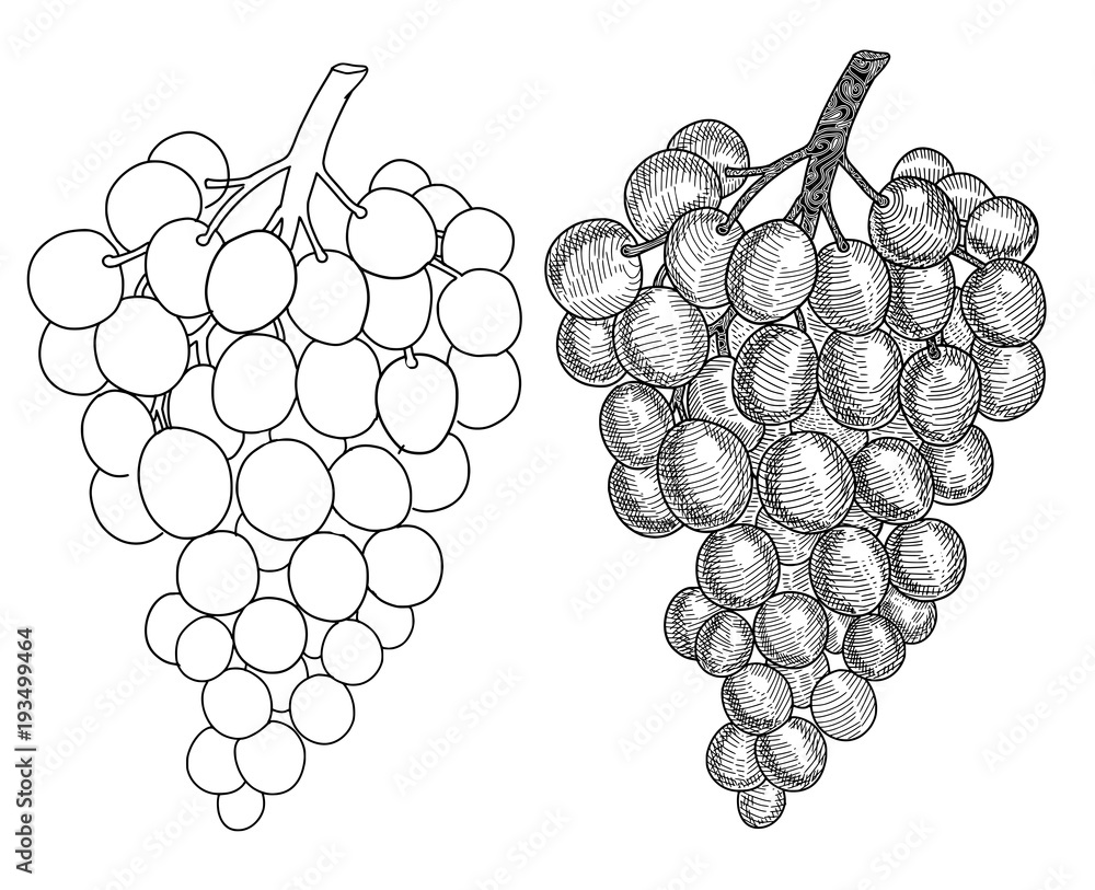 Wall mural Hand drawn grape. Set of grapes branches: sketch and contour.