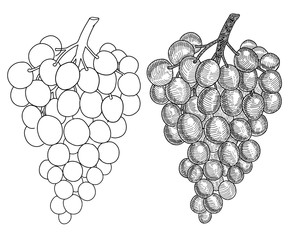 Hand drawn grape. Set of grapes branches: sketch and contour.