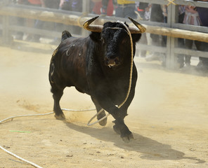 toro en españa