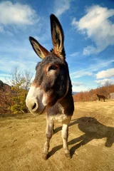 Photo sur Plexiglas Âne donkey closeup