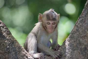 可愛いサル