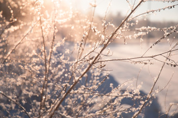 Snowy plants in sunlight