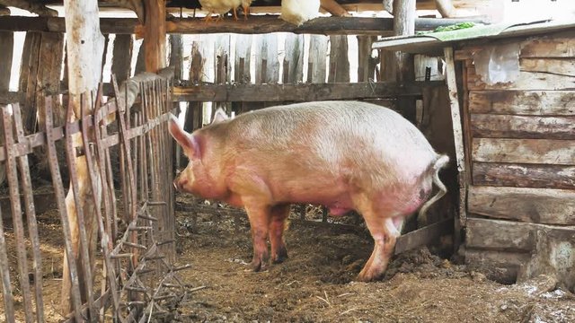 Big pig on a farm.