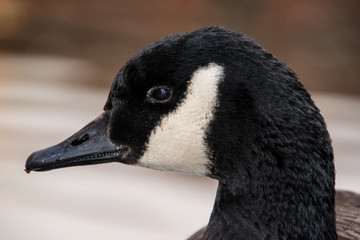 Black and white Goose head close up