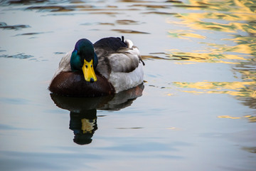Mallard duck close up, with reflection in the water