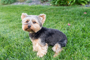 Cute Yorkshire Terrier Dog on green grass. Yorkie