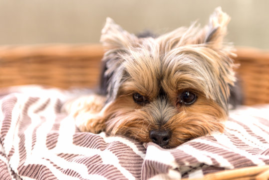 Tired Yorkshire Terrier laying in basket