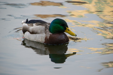 Fototapeta premium Mallard Duck swimming in the water
