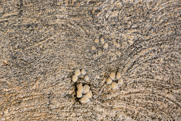 Dark texture with traces of animals